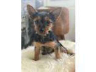 Yorkshire Terrier Puppy for sale in Brockton, MA, USA