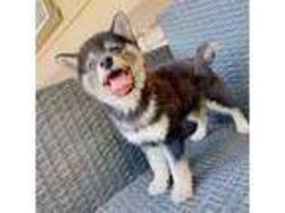 Shiba Inu Puppy for sale in Rosemead, CA, USA