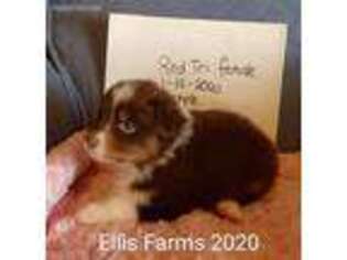 Australian Shepherd Puppy for sale in Russiaville, IN, USA