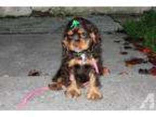 Cocker Spaniel Puppy for sale in LOWELLVILLE, OH, USA