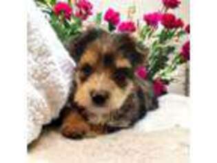 Yorkshire Terrier Puppy for sale in Maiden, NC, USA