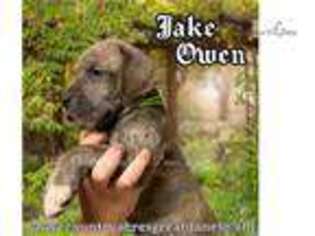 Great Dane Puppy for sale in Lafayette, LA, USA