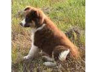 Border Collie Puppy for sale in Oakland, MD, USA