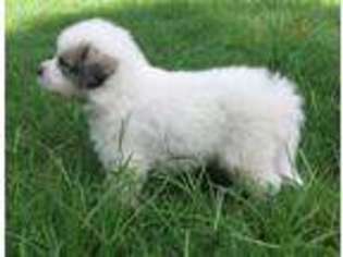 Great Pyrenees Puppy for sale in Nicholson, GA, USA