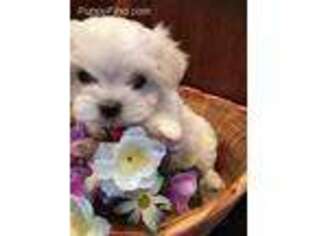 Maltese Puppy for sale in Wilcox, PA, USA