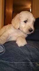 Goldendoodle Puppy for sale in Lake Wales, FL, USA
