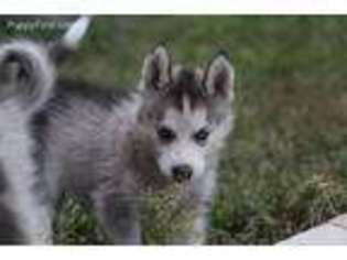 Siberian Husky Puppy for sale in Elizabeth, CO, USA