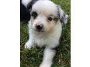 Miniature Australian Shepherd Puppy for sale in Chilhowee, MO, USA