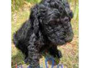 Labradoodle Puppy for sale in Cochise, AZ, USA