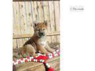 Shiba Inu Puppy for sale in Pueblo, CO, USA