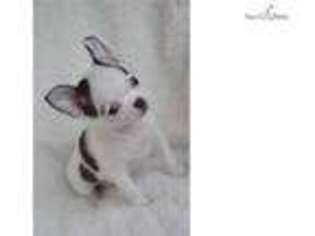 Chihuahua Puppy for sale in Hartford, CT, USA