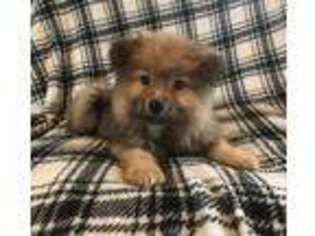 Pomeranian Puppy for sale in Benson, NC, USA