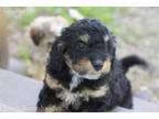 Mutt Puppy for sale in Lott, TX, USA
