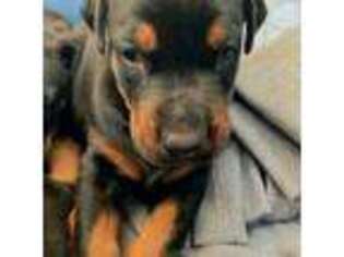 Doberman Pinscher Puppy for sale in Bronx, NY, USA