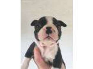 Boston Terrier Puppy for sale in Mount Crawford, VA, USA