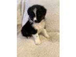 Australian Shepherd Puppy for sale in Independence, IA, USA
