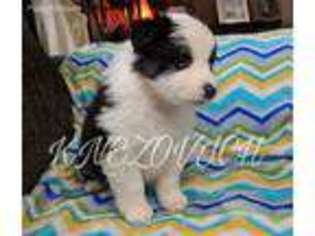 Australian Shepherd Puppy for sale in Rigby, ID, USA