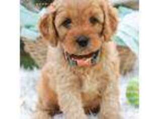 Cavapoo Puppy for sale in Milford, IN, USA