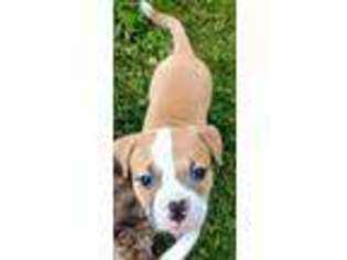 American Bulldog Puppy for sale in Westbrookville, NY, USA