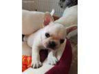 French Bulldog Puppy for sale in Laingsburg, MI, USA