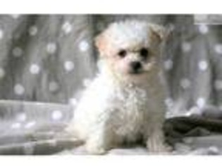 Maltese Puppy for sale in Lancaster, PA, USA