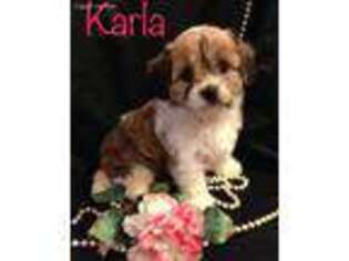 Cavachon Puppy for sale in Bethel, PA, USA