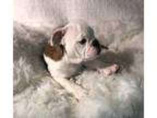 Bulldog Puppy for sale in Gulfport, MS, USA