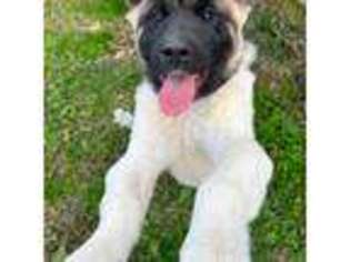 Akita Puppy for sale in Middletown, DE, USA