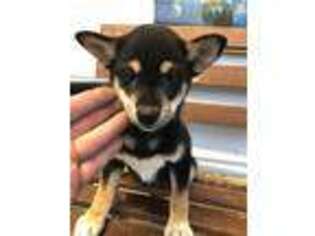 Shiba Inu Puppy for sale in Halifax, VA, USA