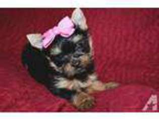 Yorkshire Terrier Puppy for sale in HUNTINGTON BEACH, CA, USA