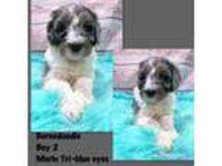 Bernese Mountain Dog Puppy for sale in Dyersville, IA, USA