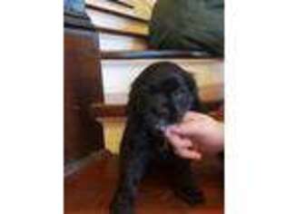 Cocker Spaniel Puppy for sale in Madera, CA, USA