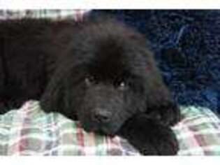 Newfoundland Puppy for sale in Pottstown, PA, USA