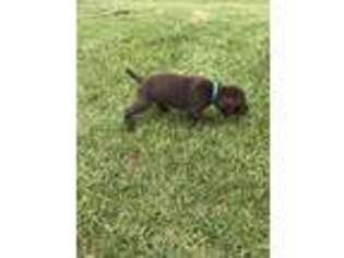 German Shorthaired Pointer Puppy for sale in Vicksburg, MI, USA