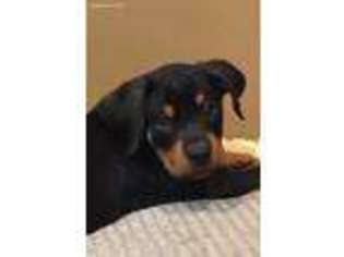 Rottweiler Puppy for sale in Lexington, KY, USA