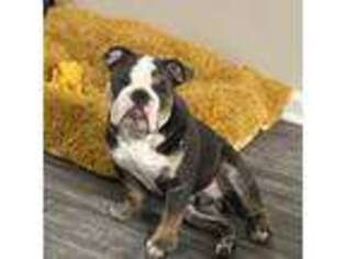 Bulldog Puppy for sale in Towson, MD, USA