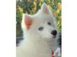 Siberian Husky Puppy for sale in LAKE WALES, FL, USA