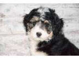 Mutt Puppy for sale in Pella, IA, USA