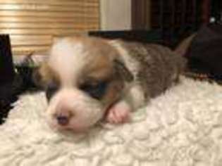 Pembroke Welsh Corgi Puppy for sale in Hamilton, MT, USA
