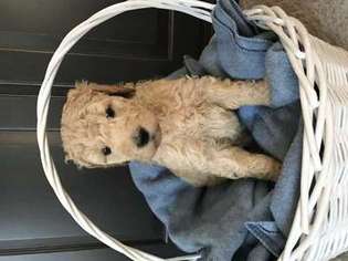 Goldendoodle Puppy for sale in New Hill, NC, USA