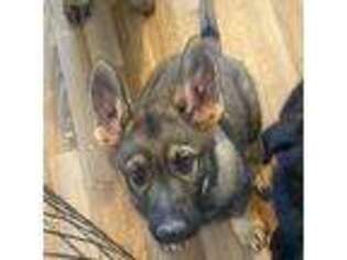 German Shepherd Dog Puppy for sale in Stevensville, MT, USA