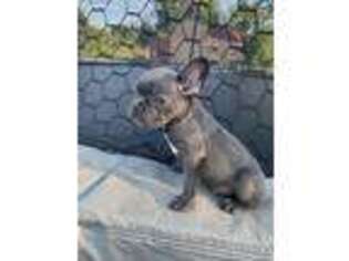 French Bulldog Puppy for sale in Red Oak, TX, USA