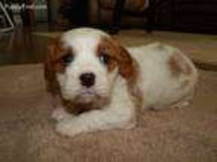 Cavalier King Charles Spaniel Puppy for sale in Waco, TX, USA