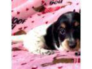 Dachshund Puppy for sale in Fort Pierce, FL, USA