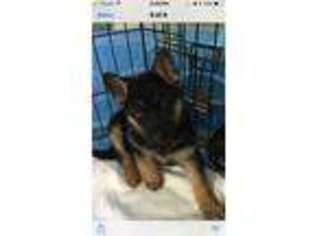 German Shepherd Dog Puppy for sale in Shallotte, NC, USA