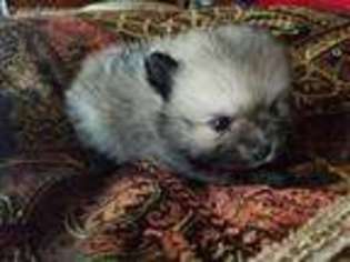 Pomeranian Puppy for sale in Eclectic, AL, USA