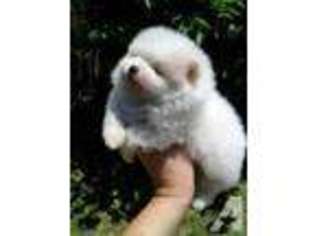 Pomeranian Puppy for sale in MARTINEZ, CA, USA
