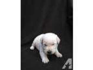 Labrador Retriever Puppy for sale in PLACERVILLE, CA, USA