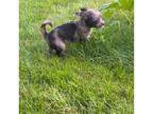 Chorkie Puppy for sale in Danielson, CT, USA