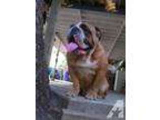 Bulldog Puppy for sale in REDLANDS, CA, USA